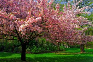 andscape, Nature, Cherry, Blossom