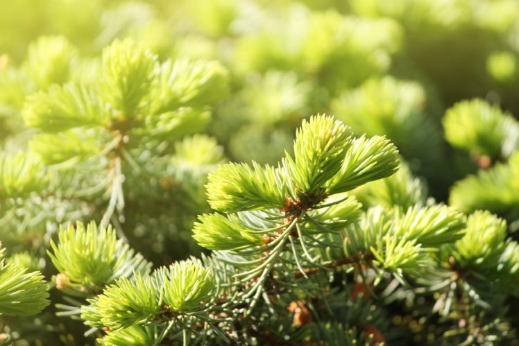 fir tree, Needles, Green, Drops, Water, Spring, Young, Sunlight, Bright HD Wallpaper Desktop Background