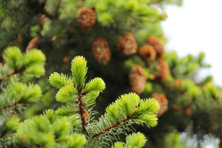 fir tree, Needles, Green, Drops, Water, Spring, Cones HD Wallpaper Desktop Background