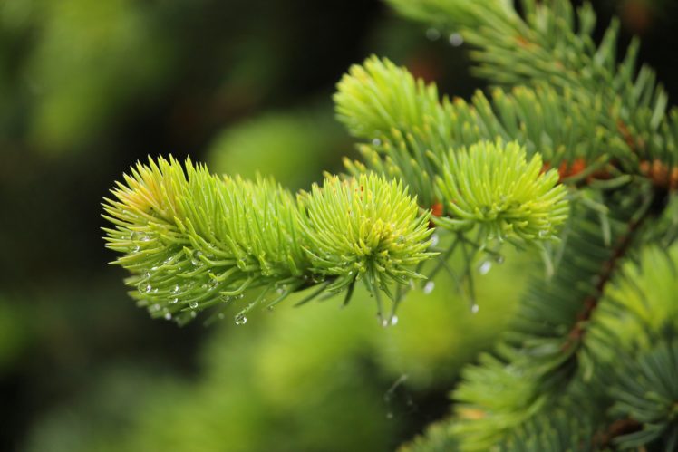 fir tree, Needles, Green, Drops, Water, Spring HD Wallpaper Desktop Background