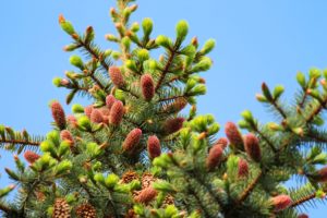 fir tree, Needles, Green, Drops, Water, Spring, Cones, Young