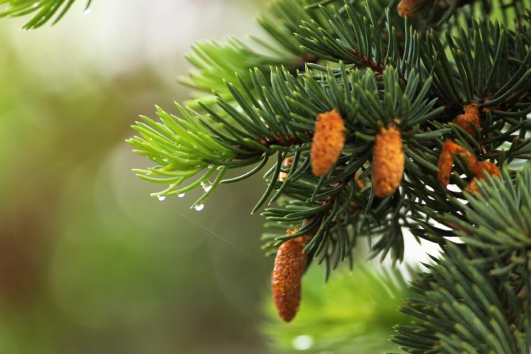 fir tree, Needles, Green, Drops, Water, Spring HD Wallpaper Desktop Background