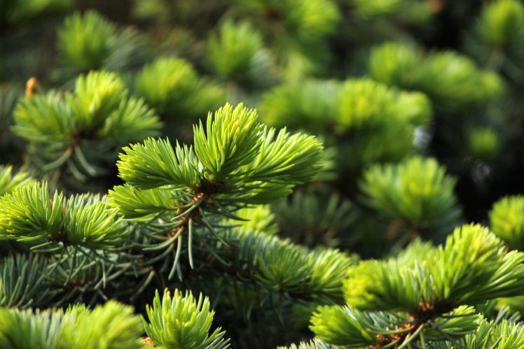 fir tree, Needles, Green, Drops, Water, Spring, Texture Wallpapers HD ...