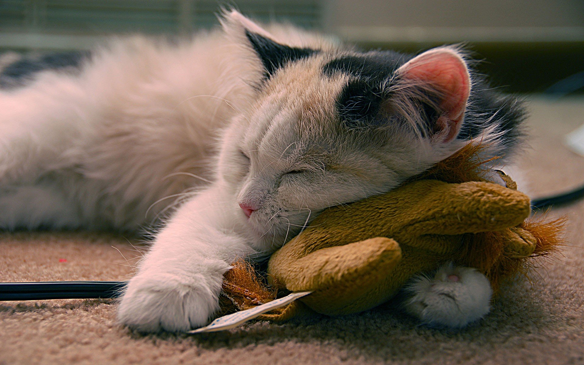 cat, Sleeping, Animals, Closed, Eyes Wallpaper