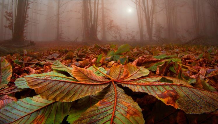 nature, Landscape, Forest, Leave, Strees, Mist, Sunlight, Fall HD Wallpaper Desktop Background