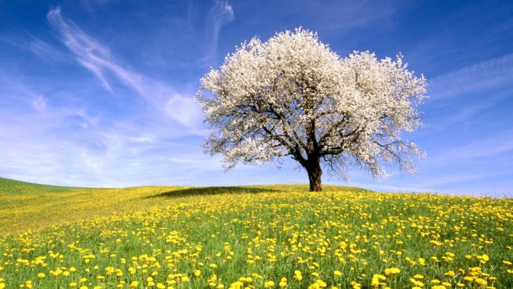 nature, Landscape, Trees, Flowers, Sky HD Wallpaper Desktop Background