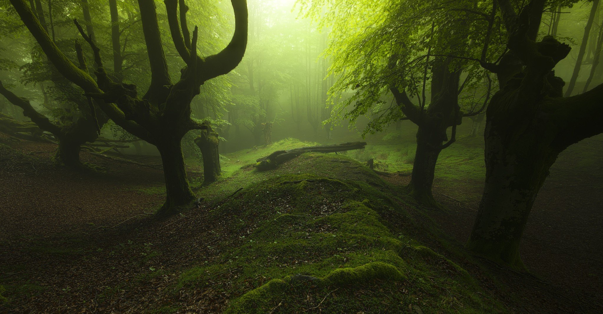 trees, Nature, Landscape, Forest, Leaves Wallpaper