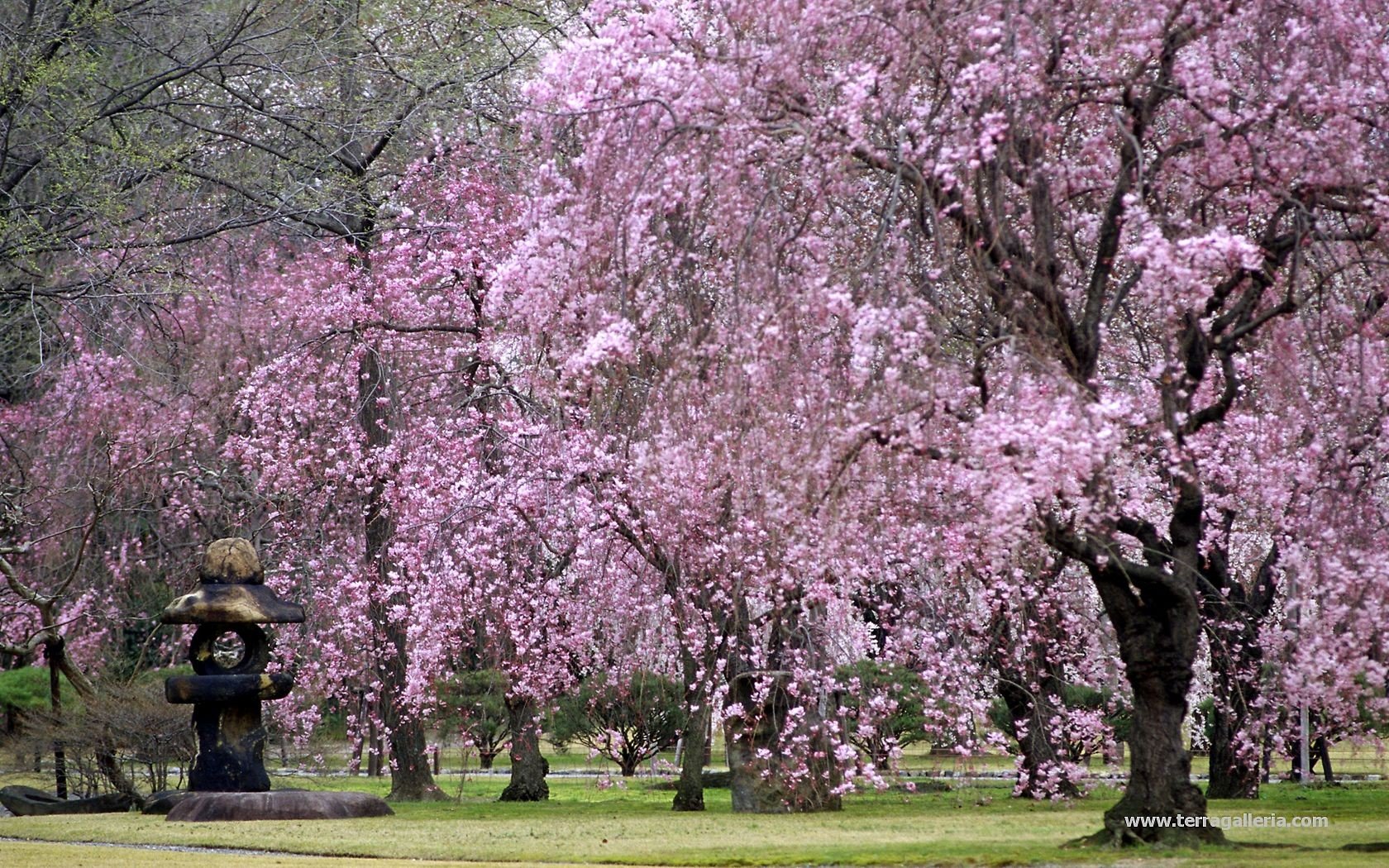 trees, Nature, Landscape Wallpaper