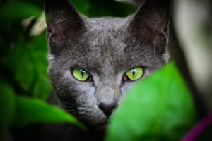 animals, Face, Cat, Leaves, Green, Eyes