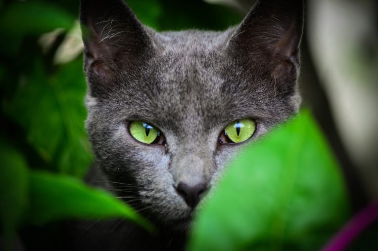 animals, Face, Cat, Leaves, Green, Eyes HD Wallpaper Desktop Background