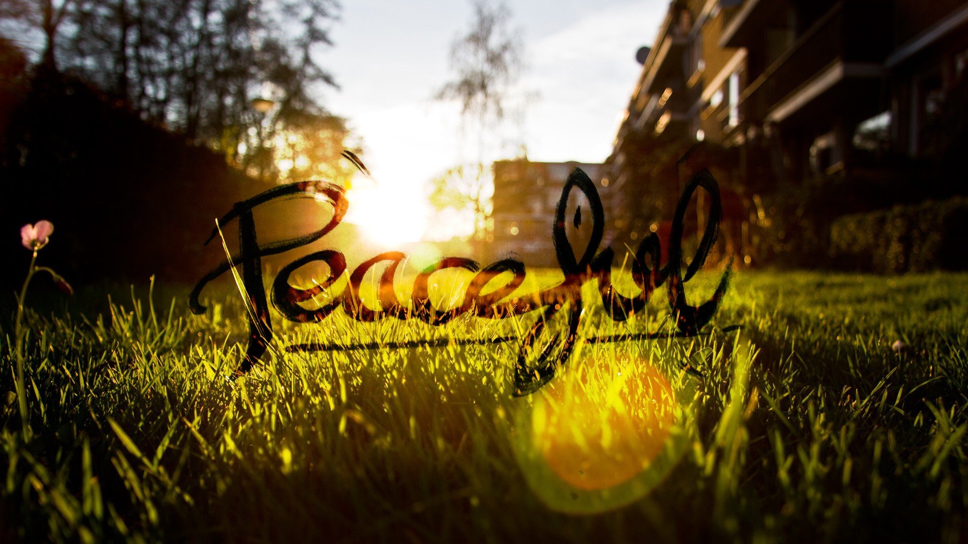 peaceful, Grass, Sun, Blurred Wallpaper