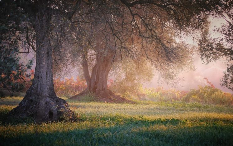 nature, Landscape, Grass, Trees, Mist, Shrubs, Peace, Meditation HD Wallpaper Desktop Background