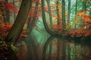 nature, Landscape, Mist, Forest, Fall, River, Reflection, Red, Yellow, Peacefull