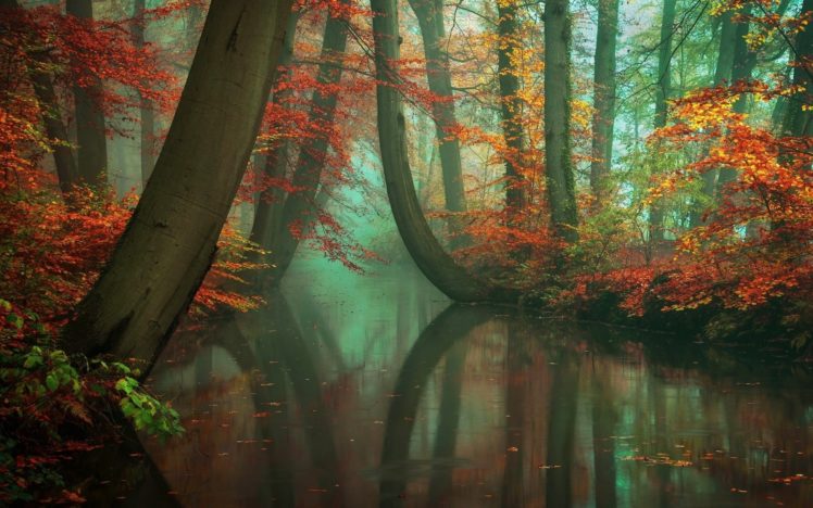 nature, Landscape, Mist, Forest, Fall, River, Reflection, Red, Yellow, Peacefull HD Wallpaper Desktop Background
