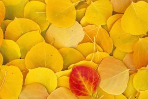 autumn, Leaf, Yellow, Nature