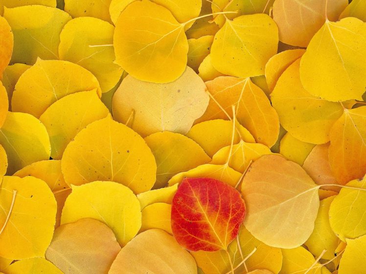 autumn, Leaf, Yellow, Nature HD Wallpaper Desktop Background
