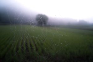 blurred, Spider, Field, Landscape, Web, Nature
