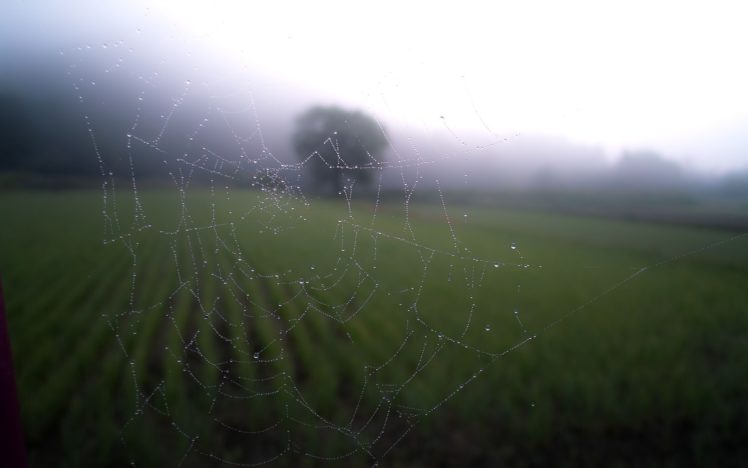blurred, Spider, Field, Landscape, Web, Nature HD Wallpaper Desktop Background
