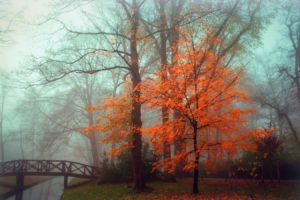 autumn, Landscape, Fog, Park