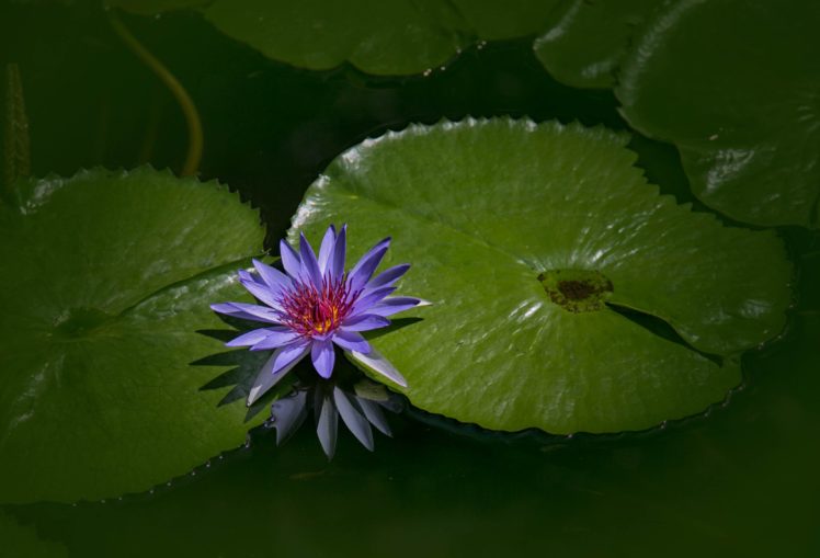 lotus, Flower, Water, Nature, Beauty HD Wallpaper Desktop Background