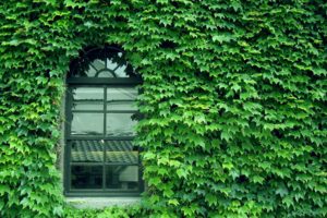 japan, Leaves, Nature, Window, Panes