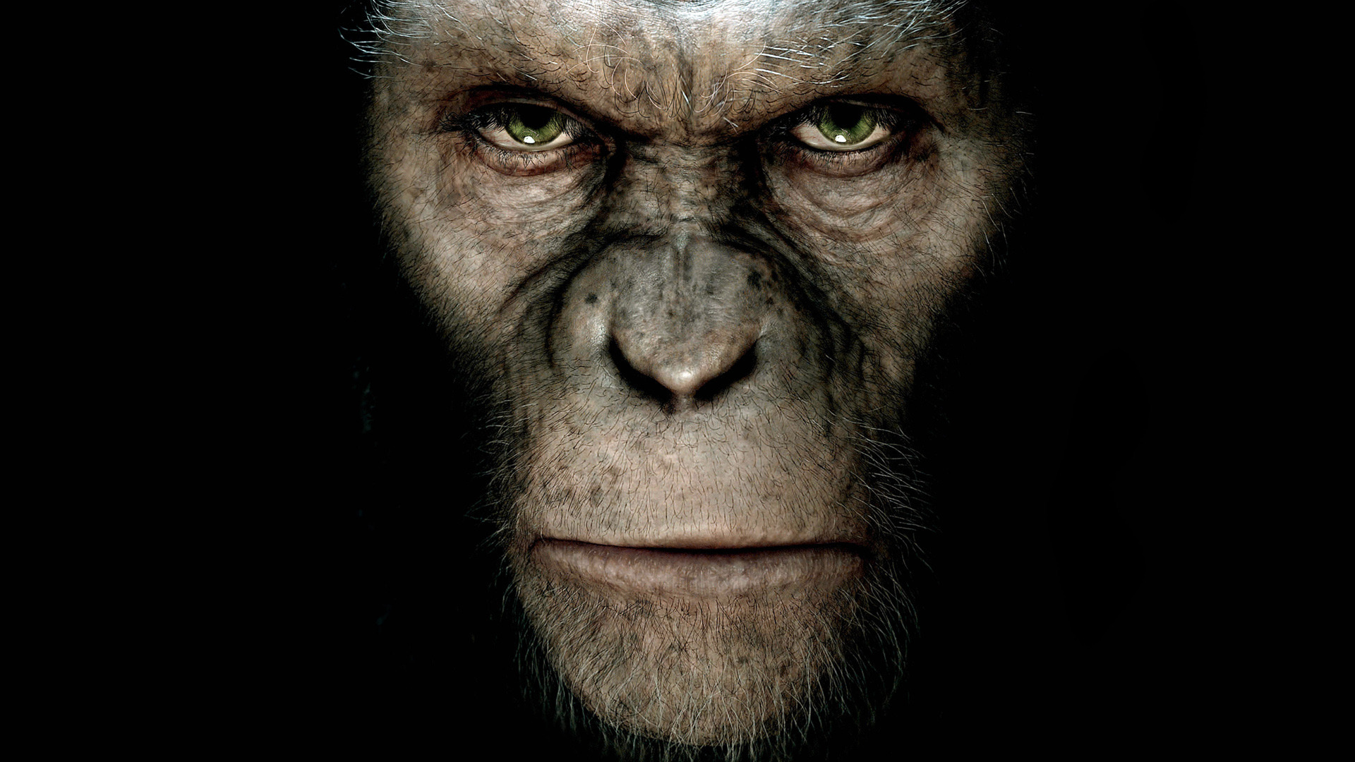 rise, Of, The, Planet, Of, The, Apes Wallpaper