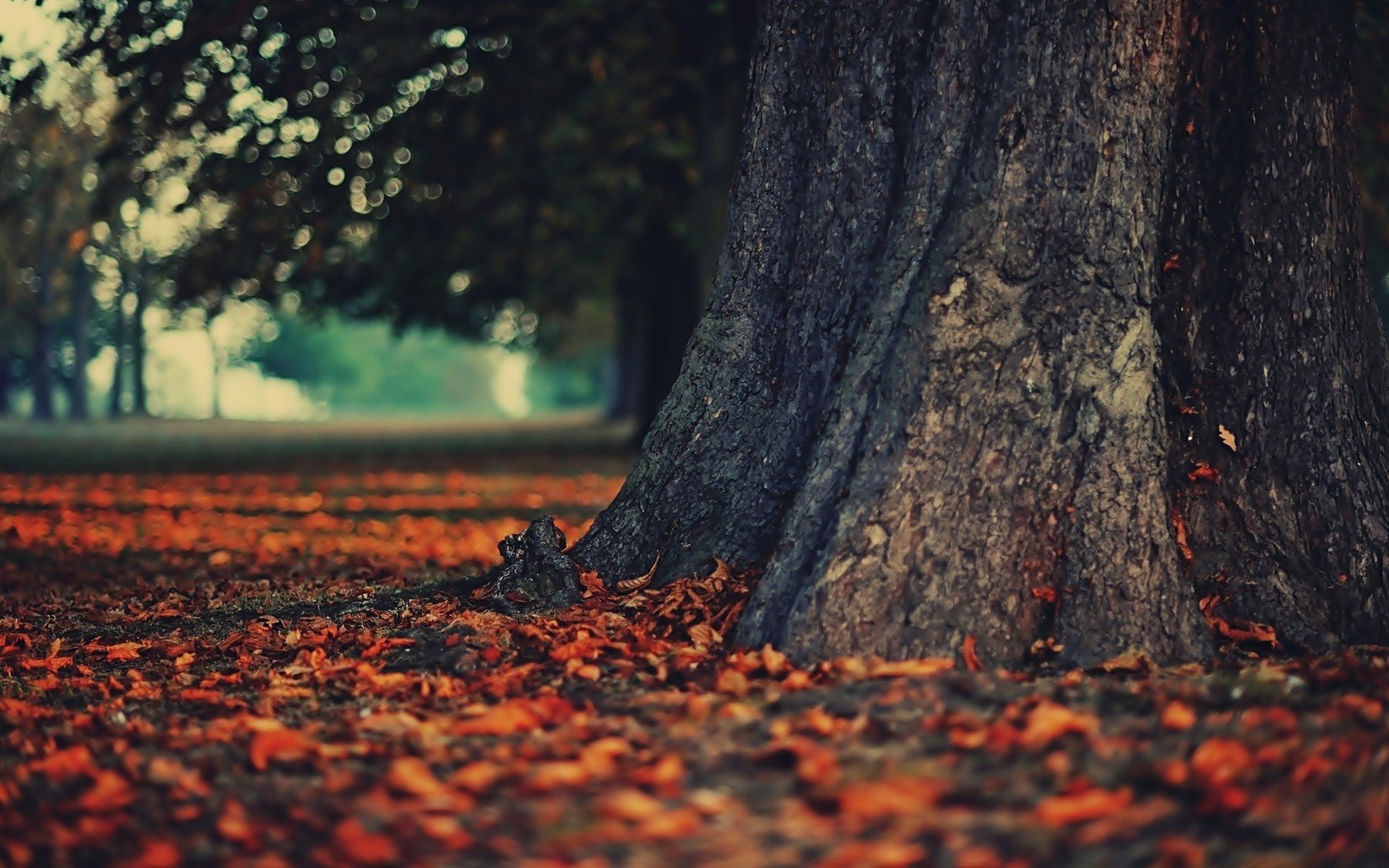 autumn, Fallen, Leaves, Landscapes, Leaves, Nature Wallpaper