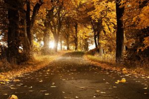autumn, Fallen, Leaves, Landscapes, Leaves, Nature, Road