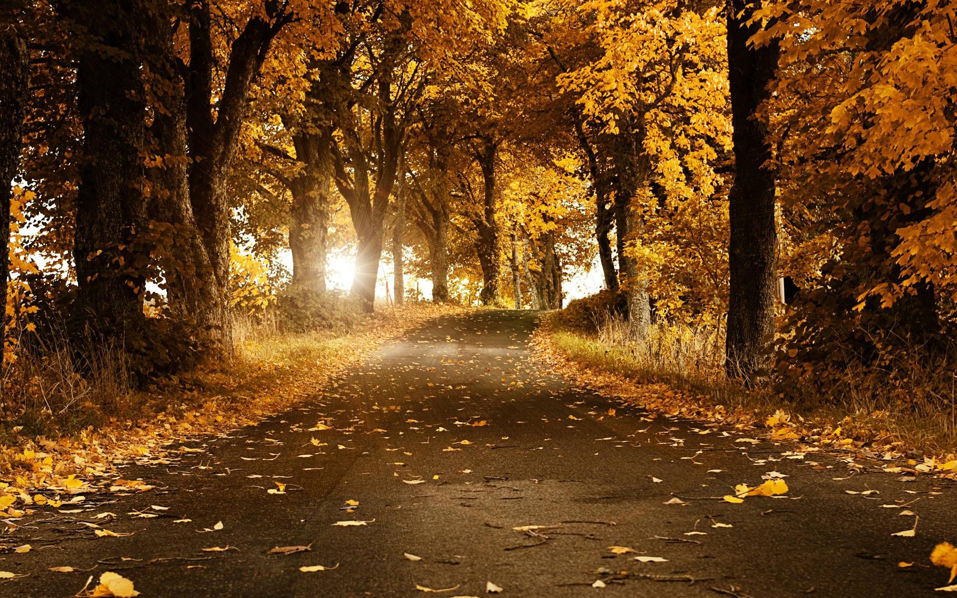 autumn, Fallen, Leaves, Landscapes, Leaves, Nature, Road Wallpaper
