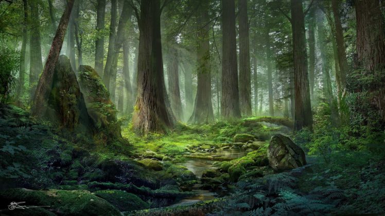 forest, River, Nature, Beauty, Green, Tree HD Wallpaper Desktop Background