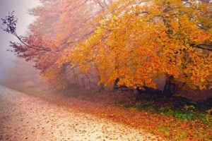 autumn, Tree, Leaf, Nature, Road