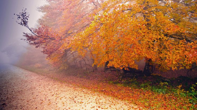 autumn, Tree, Leaf, Nature, Road HD Wallpaper Desktop Background