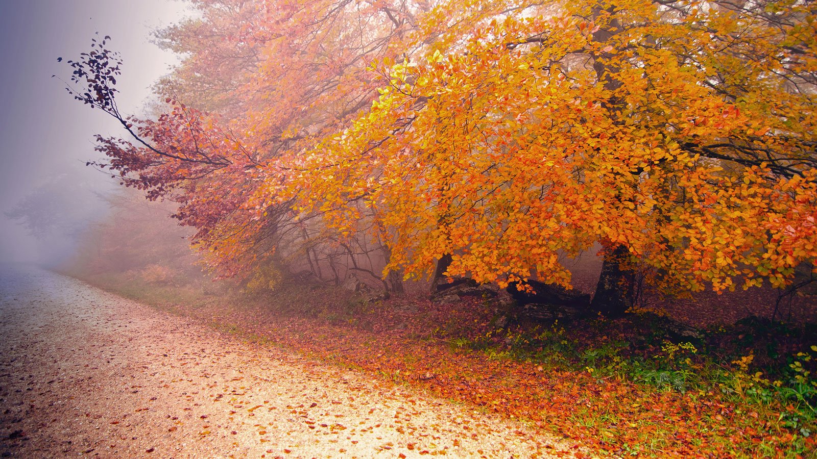 autumn, Tree, Leaf, Nature, Road Wallpaper