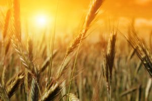 sunshine, Rice, Field, Scenery