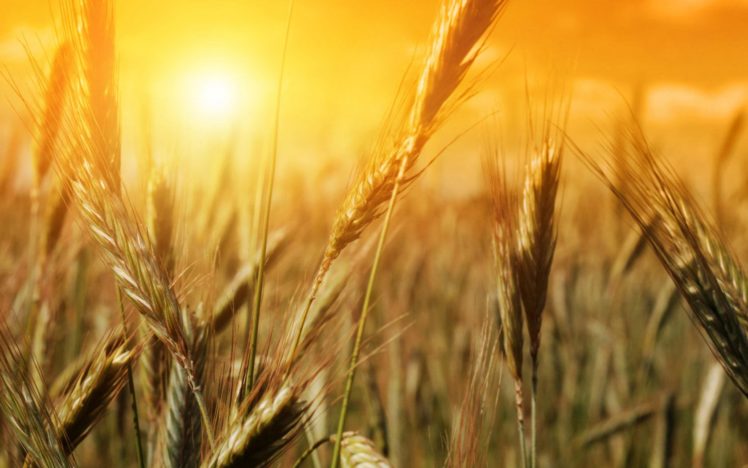 sunshine, Rice, Field, Scenery HD Wallpaper Desktop Background