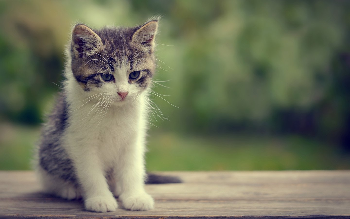 , Cute, Animal, Ca Wallpaper