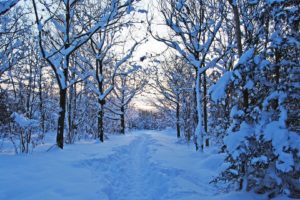 , Nature, Tree, Beauty, Winter, Snow, Landscape