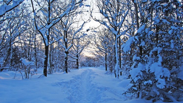 , Nature, Tree, Beauty, Winter, Snow, Landscape HD Wallpaper Desktop Background
