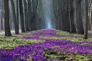 nature, Beautiful, Flowers, Road