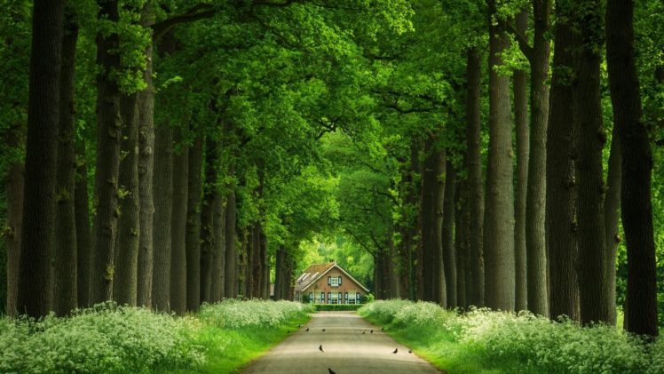 trees, Road, House, Green, Birds, Beauty, Flower HD Wallpaper Desktop Background