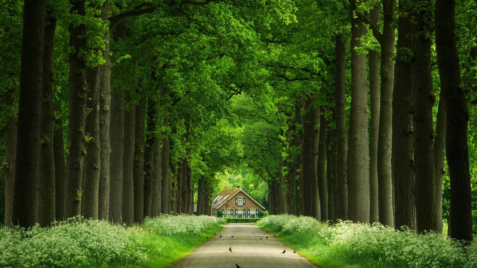 trees, Road, House, Green, Birds, Beauty, Flower Wallpaper