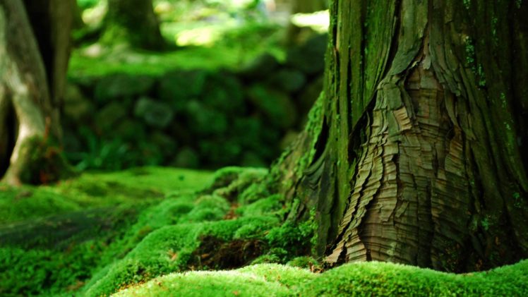 green, Forest, Beauty, Nature, Tree HD Wallpaper Desktop Background