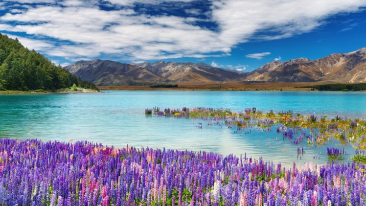 , Nature, Landscape, Beauty, Lake, Tree, Mountain, Flowers HD Wallpaper Desktop Background