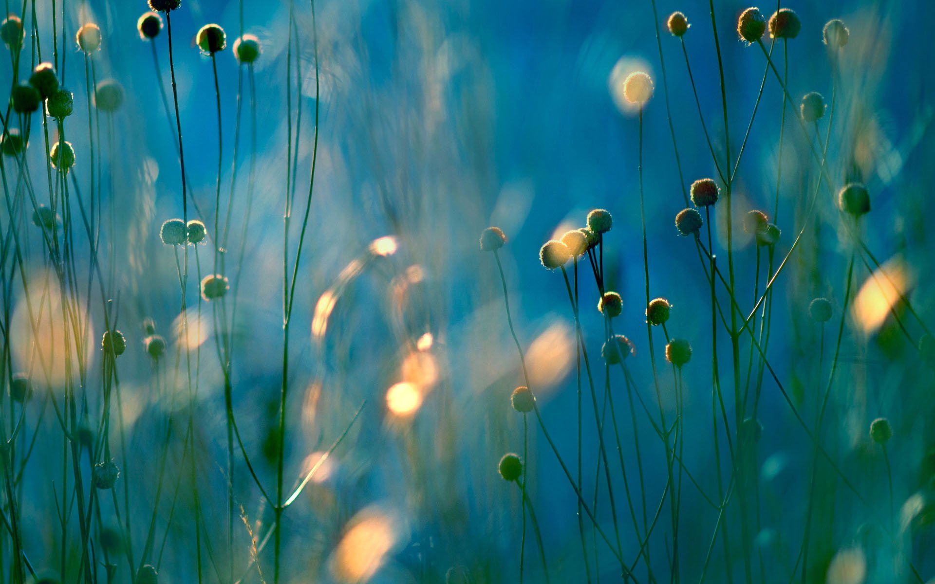 , Nature, Landscape, Beauty, Flower, Sunlight Wallpaper