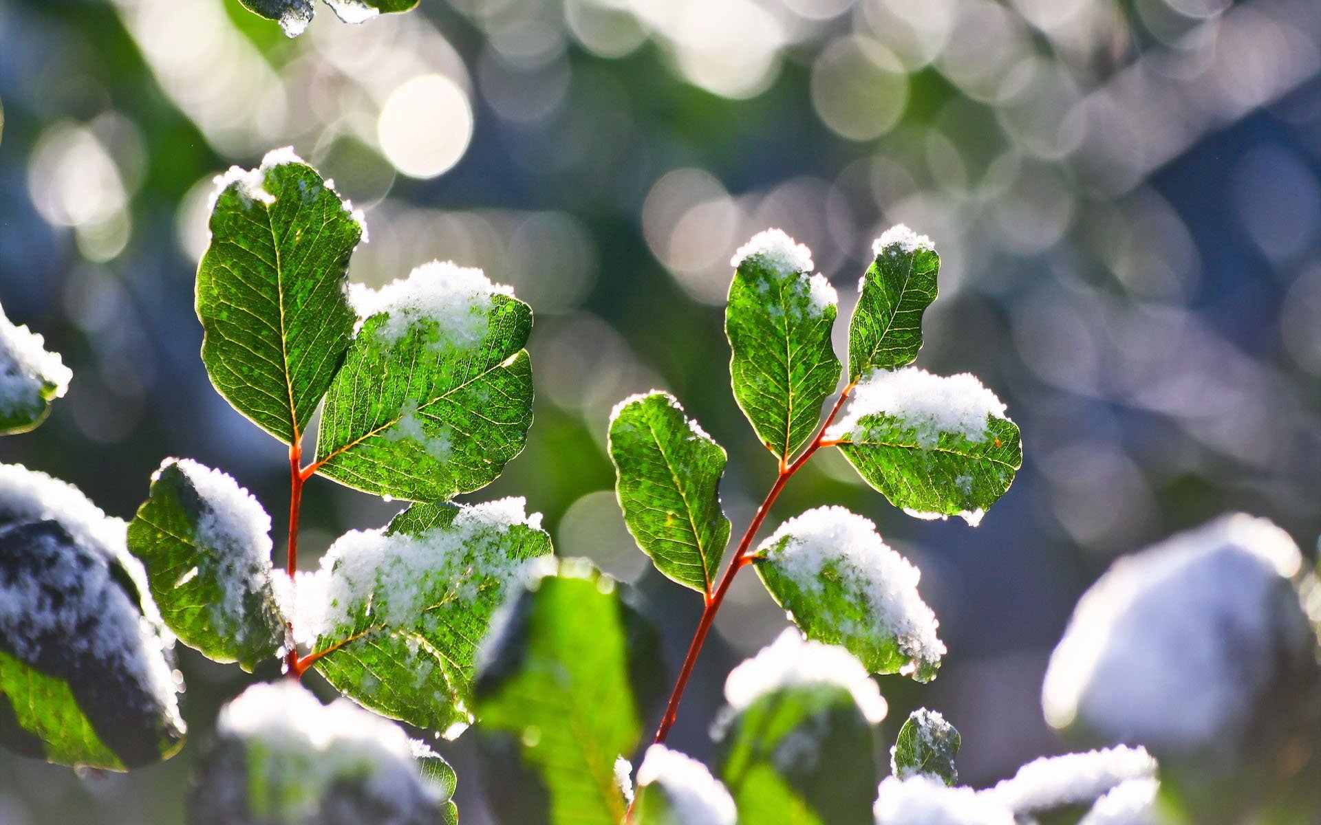 , Nature, Landscape, Beauty, Flower, Sunlight, Snow Wallpaper