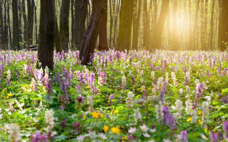 , Nature, Landscape, Beauty, Flower, Sunlight HD Wallpaper Desktop Background