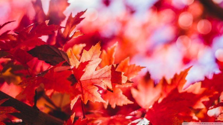, Nature, Landscape, Beauty, Red, Leaves, Lea HD Wallpaper Desktop Background