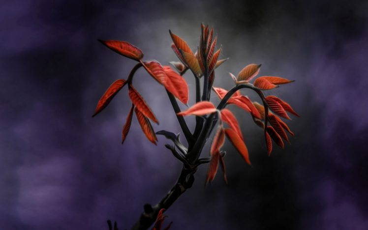 , Nature, Landscape, Beauty, Red, Leaves, Lea HD Wallpaper Desktop Background