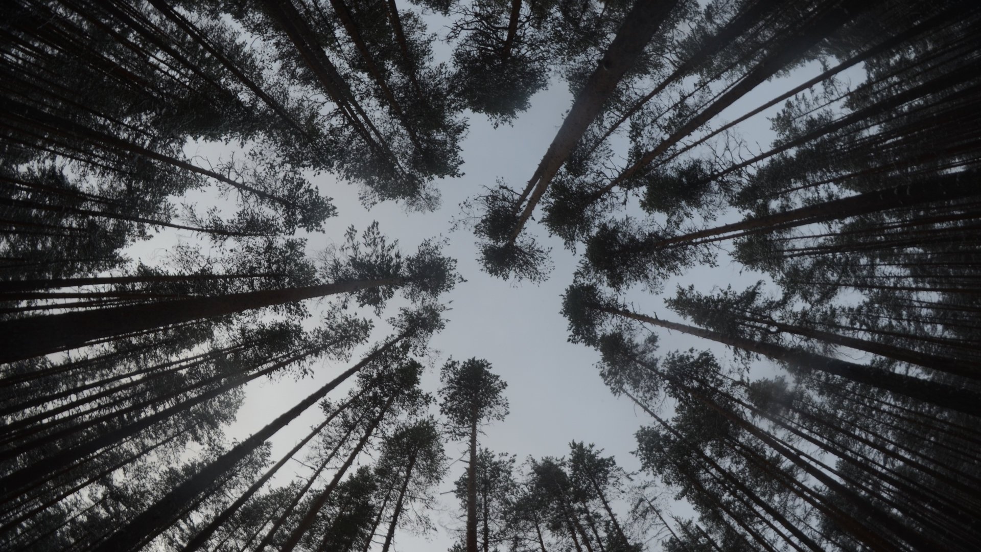 , Nature, Landscape, Beauty, Forest, Tree Wallpaper