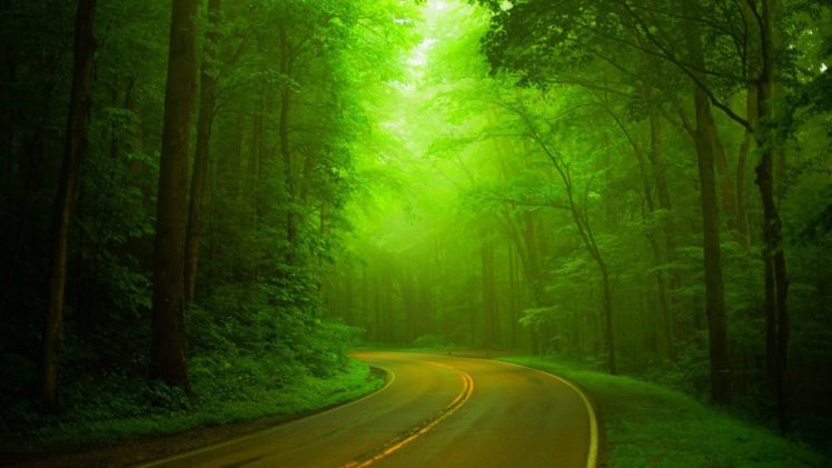 nature, Green, Forest, Woods, Highway, Hazy, Green, Landscape HD Wallpaper Desktop Background